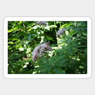 Bee On Water Hemp Sticker